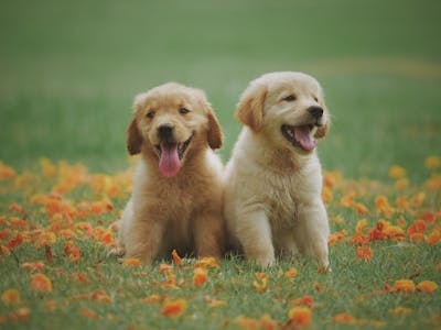 Los mejores piensos para perros 2025 recomendados por veterinarios